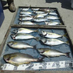 大進丸（愛知） 釣果