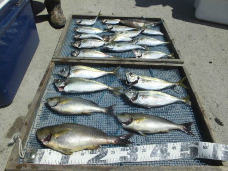 大進丸（愛知） 釣果