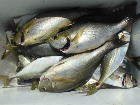 大進丸（愛知） 釣果