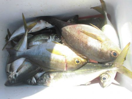 大進丸（愛知） 釣果