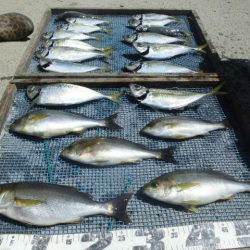 大進丸（愛知） 釣果