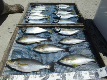 大進丸（愛知） 釣果