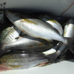 大進丸（愛知） 釣果