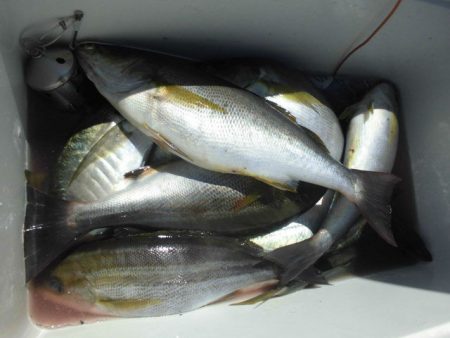 大進丸（愛知） 釣果