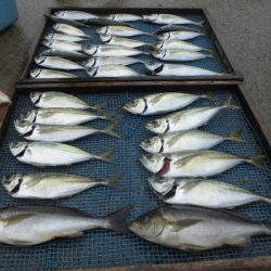 大進丸（愛知） 釣果