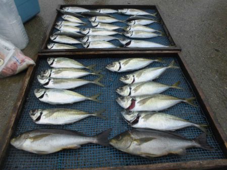 大進丸（愛知） 釣果