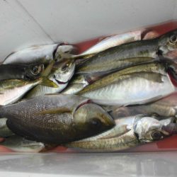大進丸（愛知） 釣果