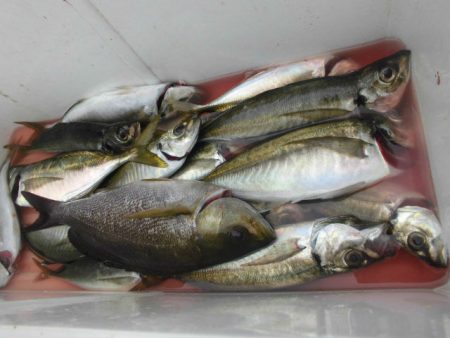 大進丸（愛知） 釣果