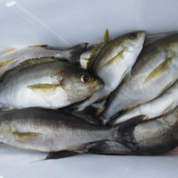 大進丸（愛知） 釣果