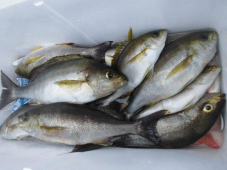 大進丸（愛知） 釣果