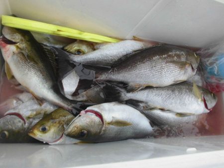 大進丸（愛知） 釣果