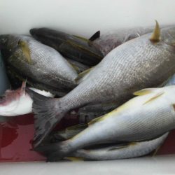 大進丸（愛知） 釣果