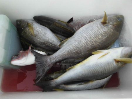 大進丸（愛知） 釣果