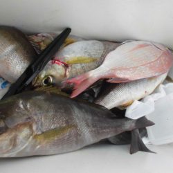 大進丸（愛知） 釣果