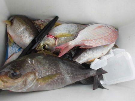 大進丸（愛知） 釣果