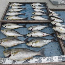 大進丸（愛知） 釣果