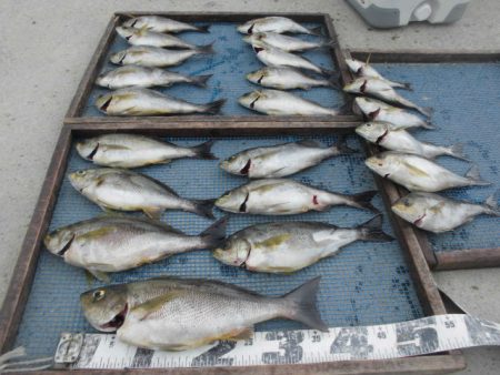 大進丸（愛知） 釣果