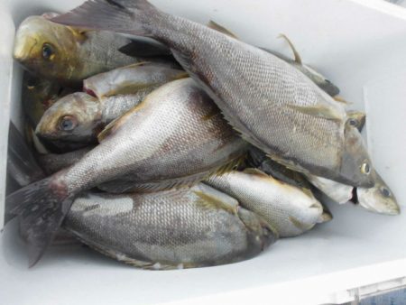 大進丸（愛知） 釣果