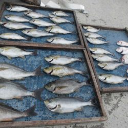 大進丸（愛知） 釣果