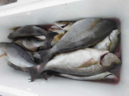 大進丸（愛知） 釣果