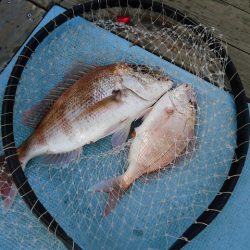 十八宝洋丸 釣果