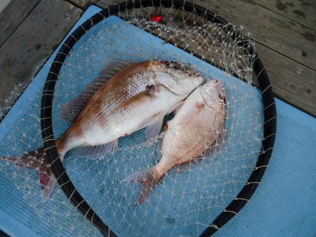 十八宝洋丸 釣果