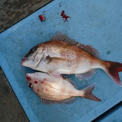 十八宝洋丸 釣果