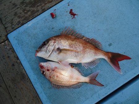 十八宝洋丸 釣果