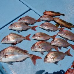 十八宝洋丸 釣果