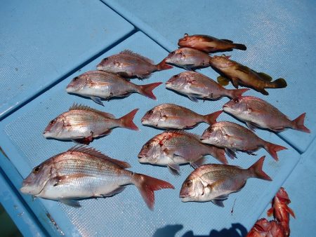 十八宝洋丸 釣果