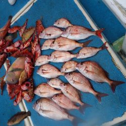 十八宝洋丸 釣果
