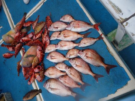 十八宝洋丸 釣果