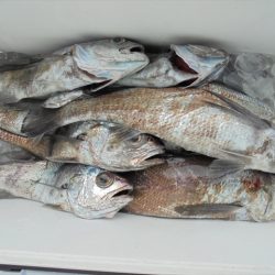 ＨＡＲＵＫＡ丸　はるかまる 釣果