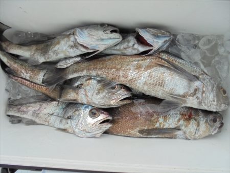 ＨＡＲＵＫＡ丸　はるかまる 釣果