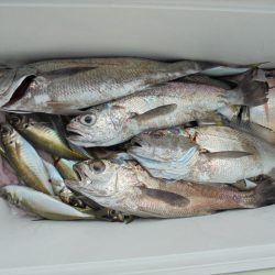 ＨＡＲＵＫＡ丸　はるかまる 釣果