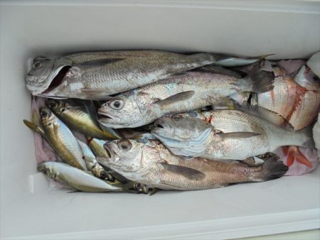 ＨＡＲＵＫＡ丸　はるかまる 釣果