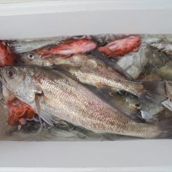 ＨＡＲＵＫＡ丸　はるかまる 釣果