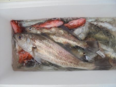 ＨＡＲＵＫＡ丸　はるかまる 釣果