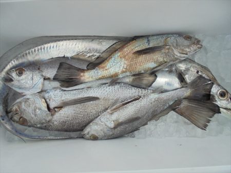 ＨＡＲＵＫＡ丸　はるかまる 釣果