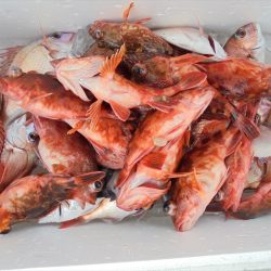 ＨＡＲＵＫＡ丸　はるかまる 釣果