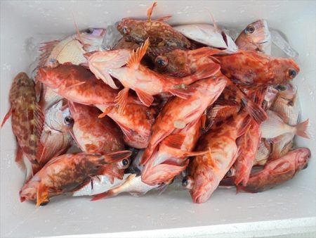 ＨＡＲＵＫＡ丸　はるかまる 釣果