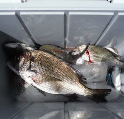 バラモン1号 釣果