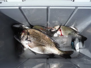 バラモン1号 釣果