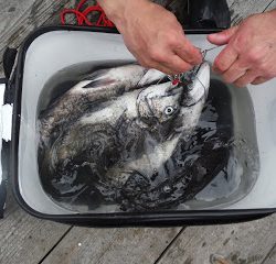 バラモン1号 釣果