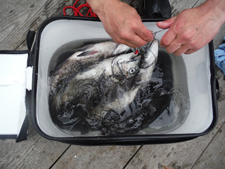 バラモン1号 釣果