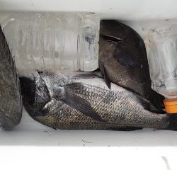 バラモン1号 釣果