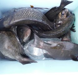 バラモン1号 釣果