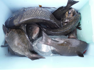 バラモン1号 釣果