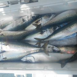 大進丸(愛知) 釣果