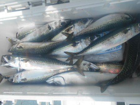 大進丸（愛知） 釣果